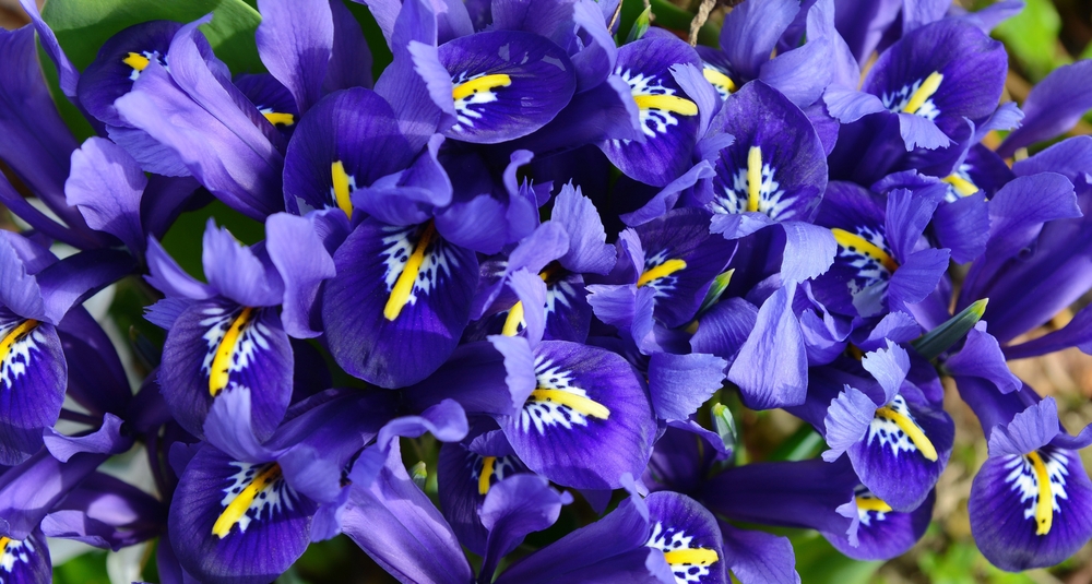 5 Ways to Keep Newly Divided Irises From Drying Out