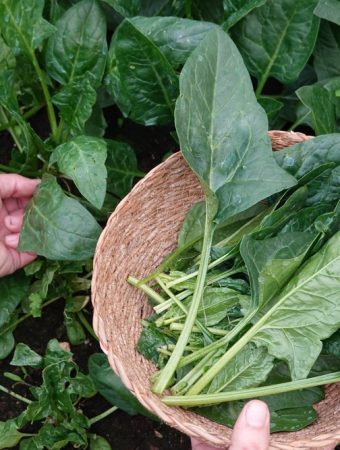 6 Late-Summer Crops That Earn Their Space in a Small Garden