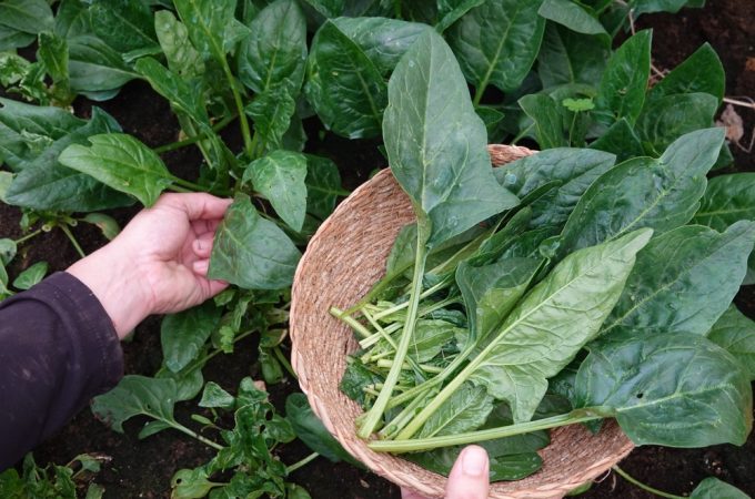 6 Late-Summer Crops That Earn Their Space in a Small Garden