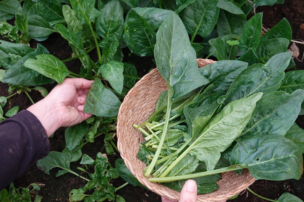 6 Late-Summer Crops That Earn Their Space in a Small Garden