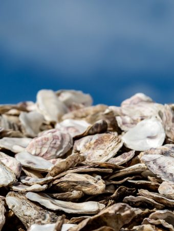 Can Crushed Oyster Shells Help Garden Soil?