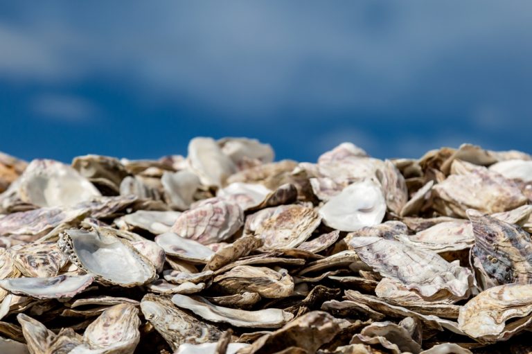 Can Crushed Oyster Shells Help Garden Soil?