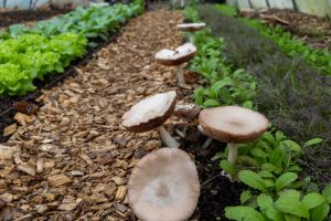 What Is Causing Mushrooms to Appear Around Raised Beds?