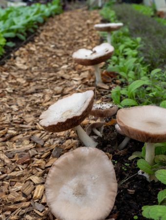 What Is Causing Mushrooms to Appear Around Raised Beds?