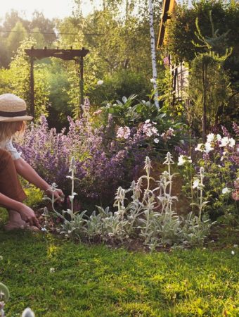 7 Late-Summer Garden Checks That Can Prevent Winter Damage