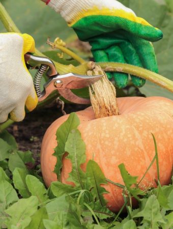 Why Do Some Pumpkins Turn Orange Long Before Harvest?