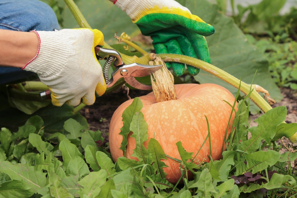Why Do Some Pumpkins Turn Orange Long Before Harvest?