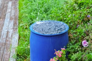 6 Gutter-Free Ways to Catch Rainwater From a Garden Shed