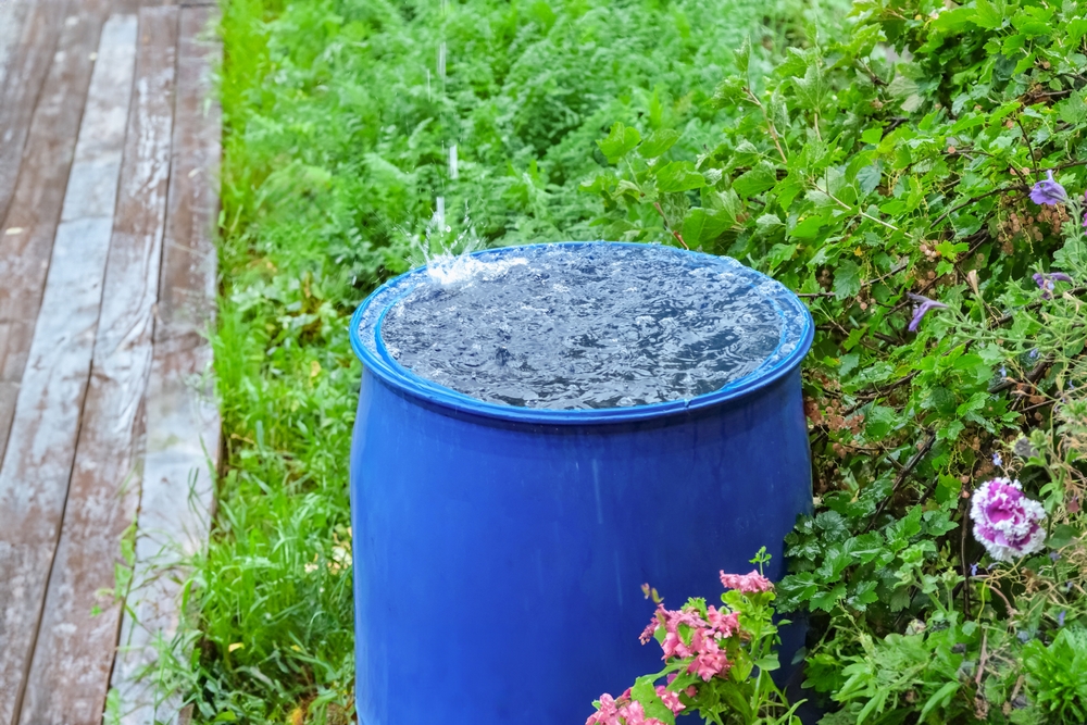 6 Gutter-Free Ways to Catch Rainwater From a Garden Shed
