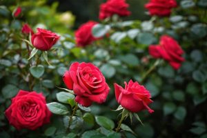 Why Are Gardeners Pairing Roses With Drought-Tolerant Grasses?