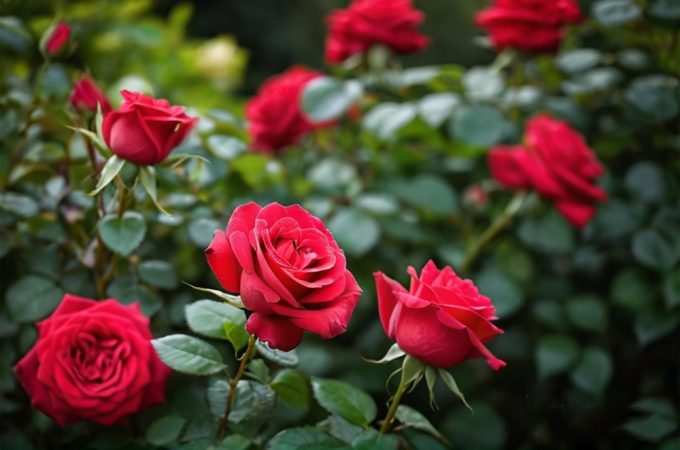 Why Are Gardeners Pairing Roses With Drought-Tolerant Grasses?