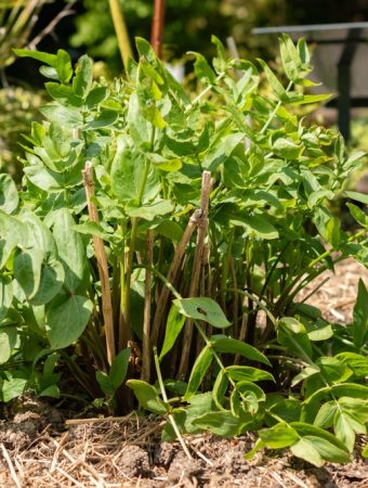 Why Are Gardeners Growing Skirret and Other Forgotten Edibles?