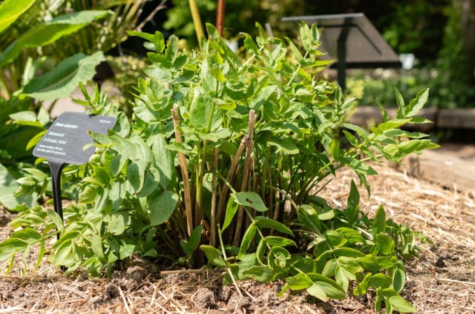 Why Are Gardeners Growing Skirret and Other Forgotten Edibles?