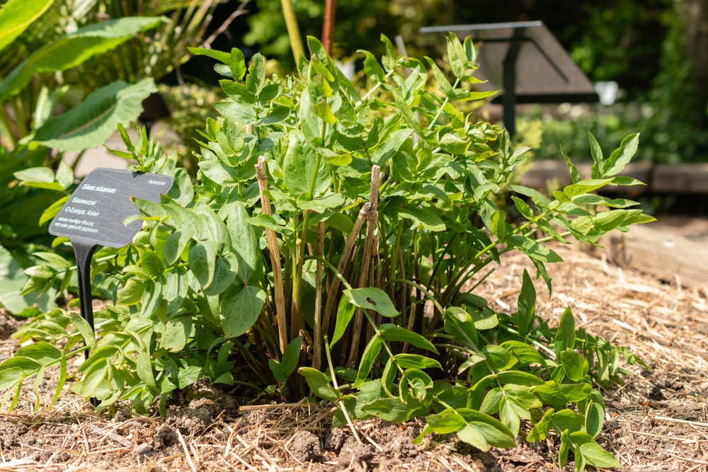 Why Are Gardeners Growing Skirret and Other Forgotten Edibles?