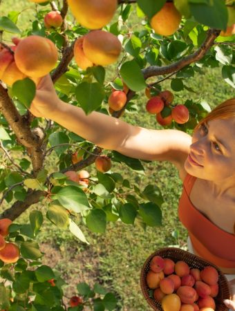 8 Ways to Help Young Fruit Trees Through Dry Late-Summer Weeks