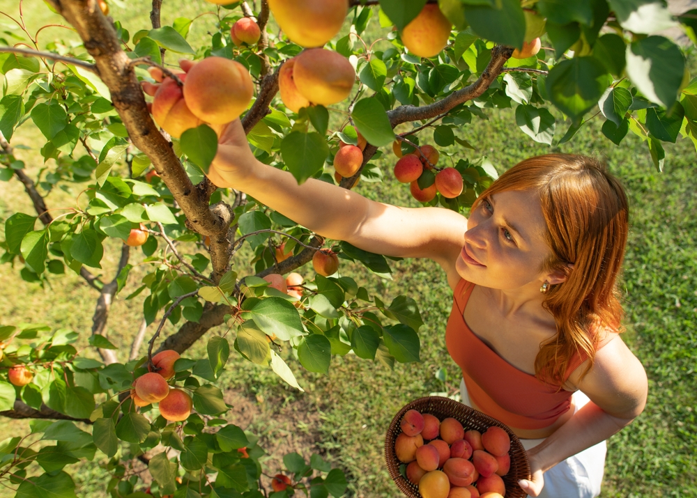 8 Ways to Help Young Fruit Trees Through Dry Late-Summer Weeks