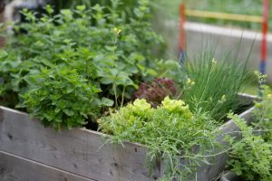 5 Ways to Turn an Overgrown Herb Bed Into a Fall Harvest