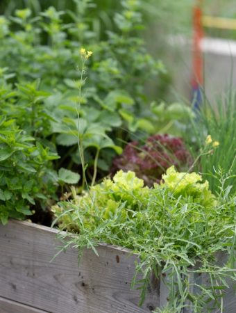 5 Ways to Turn an Overgrown Herb Bed Into a Fall Harvest