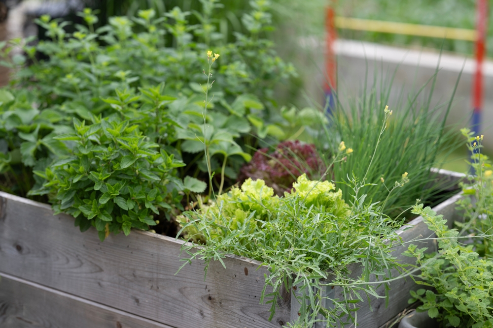 5 Ways to Turn an Overgrown Herb Bed Into a Fall Harvest