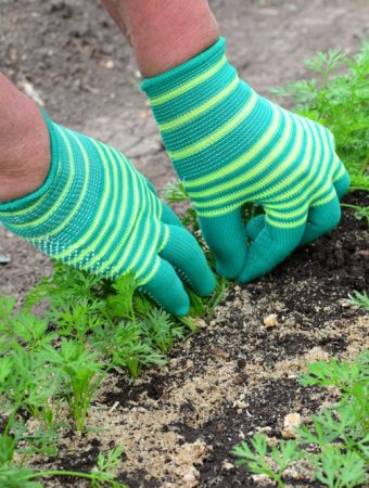Should You Thin Late-Sown Root Crops Differently in Warm Soil?