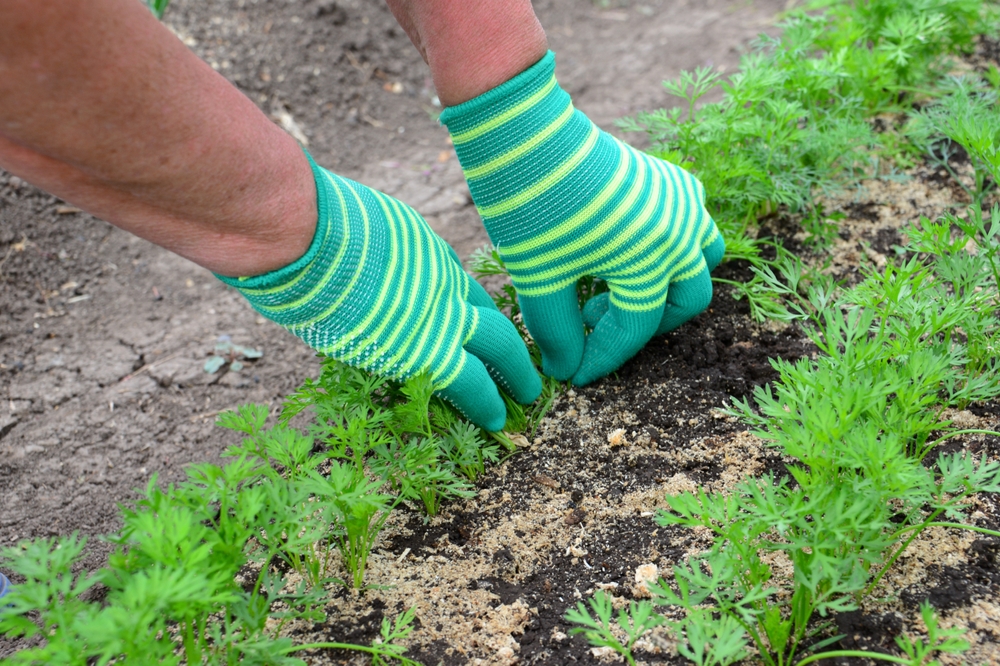 Should You Thin Late-Sown Root Crops Differently in Warm Soil?