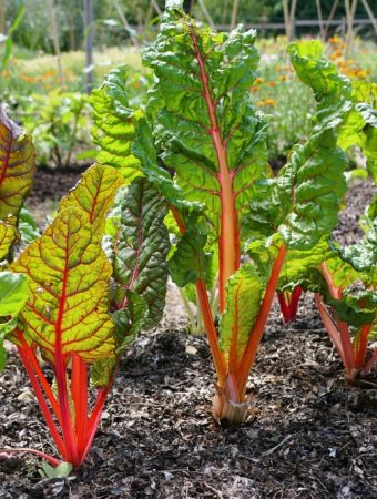 5 Garden Crops That Can Double as Attractive Border Plants