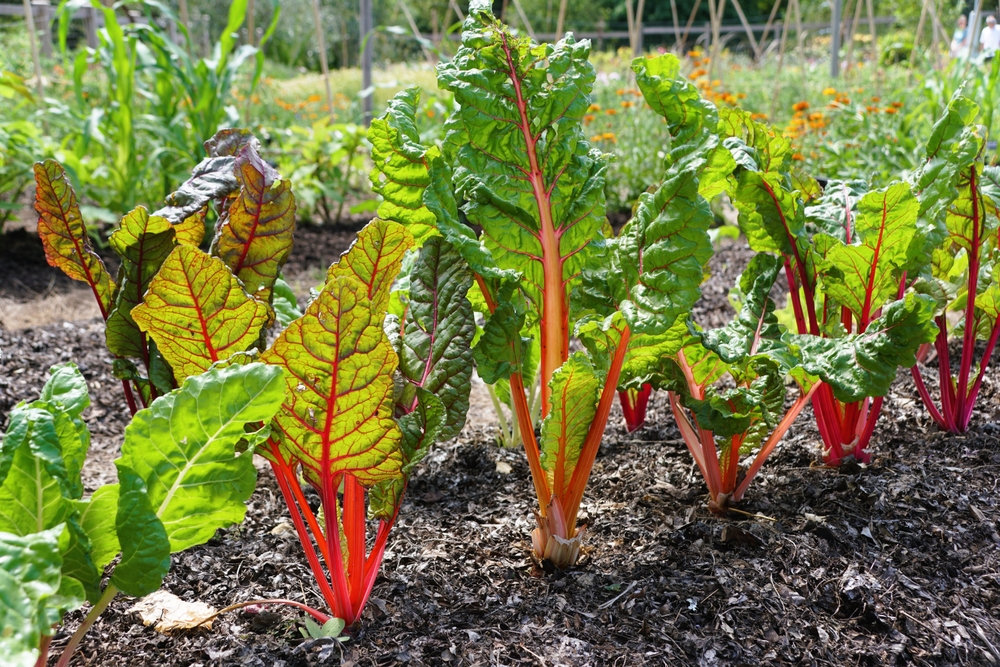 5 Garden Crops That Can Double as Attractive Border Plants