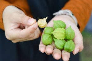 What Should You Do When Ground Cherries Fall Before Ripening?