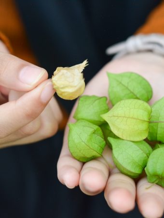 What Should You Do When Ground Cherries Fall Before Ripening?
