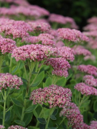 8 Plants That Add Structure After Summer Flowers Begin Fading