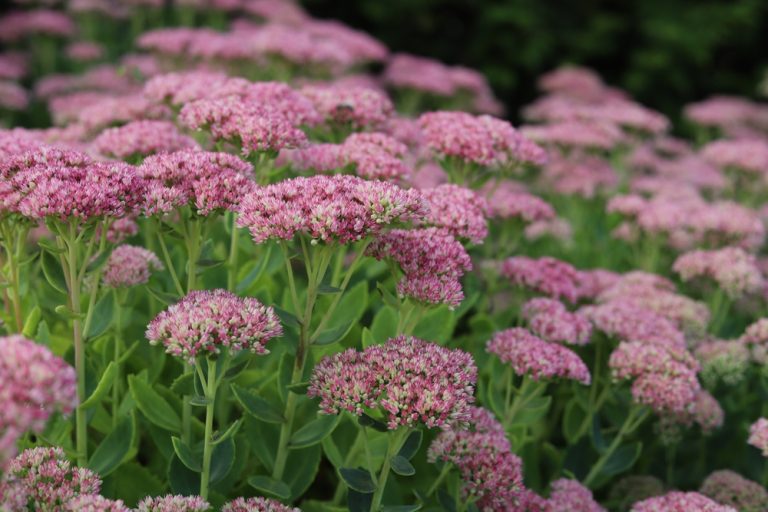 8 Plants That Add Structure After Summer Flowers Begin Fading
