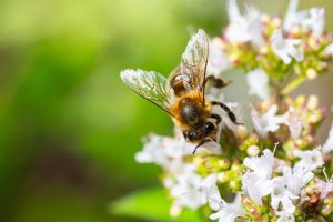 Are Keystone Plants More Valuable Than a Long Pollinator List?