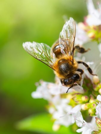 Are Keystone Plants More Valuable Than a Long Pollinator List?