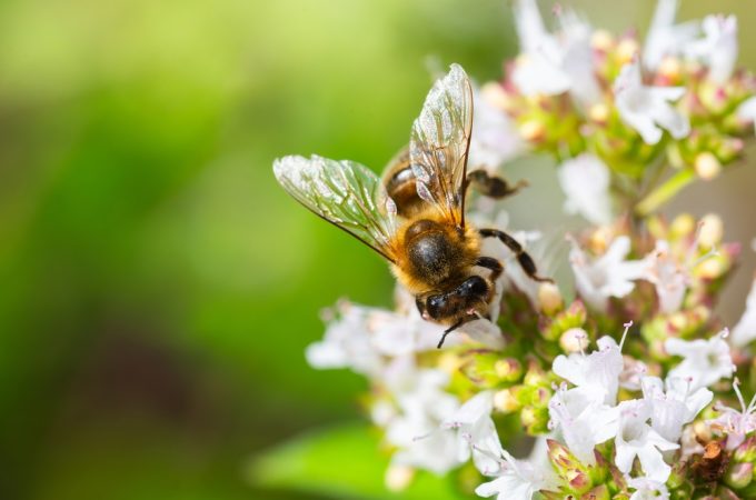 Are Keystone Plants More Valuable Than a Long Pollinator List?