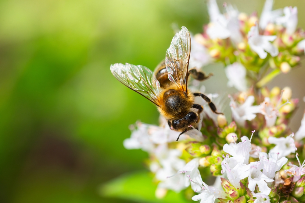 Are Keystone Plants More Valuable Than a Long Pollinator List?