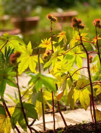 What to Know About Crops That May Recover After a Heat-Stress Slump