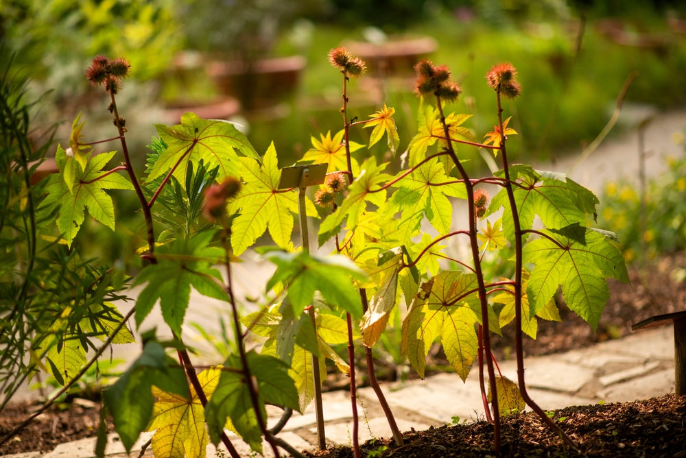 What to Know About Crops That May Recover After a Heat-Stress Slump