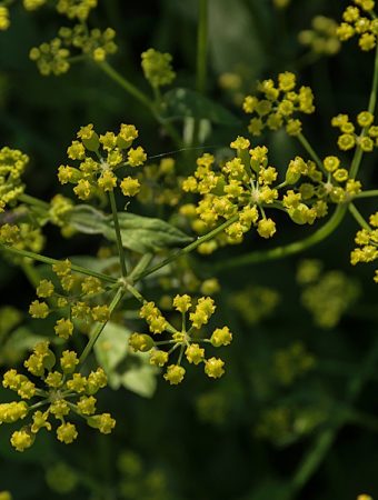 That “Weed” in Your Yard Could Leave You With Painful Blisters