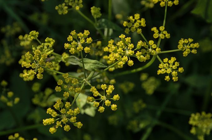 That “Weed” in Your Yard Could Leave You With Painful Blisters