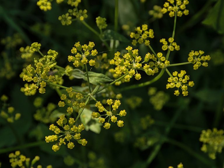 That “Weed” in Your Yard Could Leave You With Painful Blisters