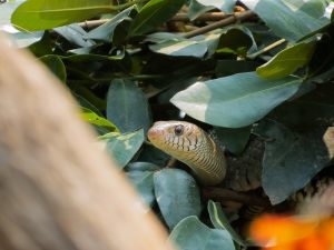 Snakes in the Garden Aren’t Always Bad — Here’s When You Should Be Concerned
