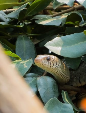 Snakes in the Garden Aren’t Always Bad — Here’s When You Should Be Concerned