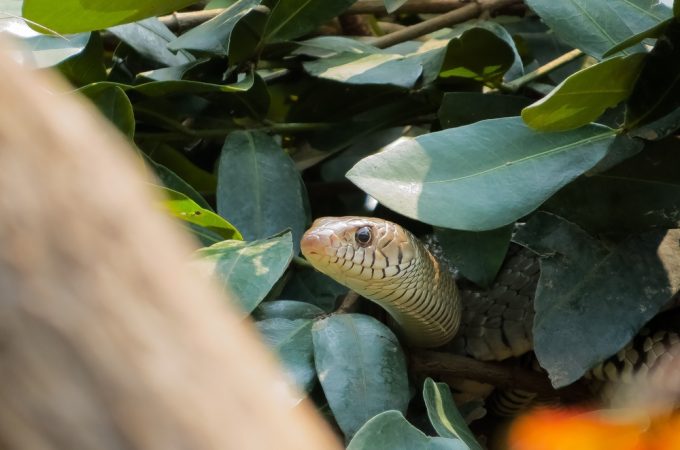 Snakes in the Garden Aren’t Always Bad — Here’s When You Should Be Concerned
