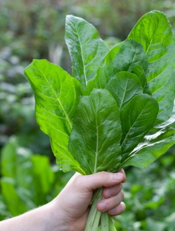 9 Vegetables You Can Still Plant in September for a Fall Harvest