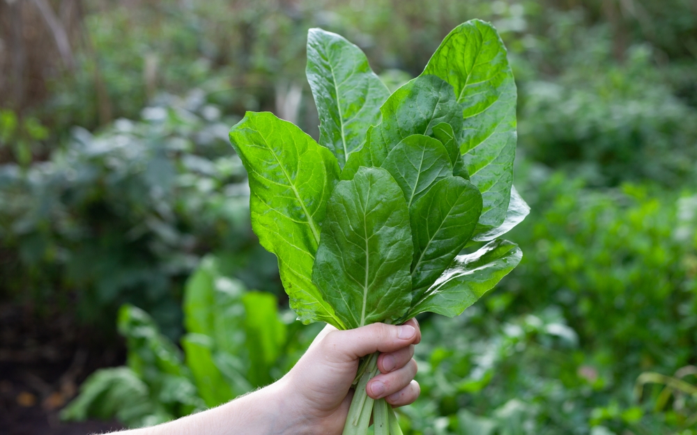 9 Vegetables You Can Still Plant in September for a Fall Harvest