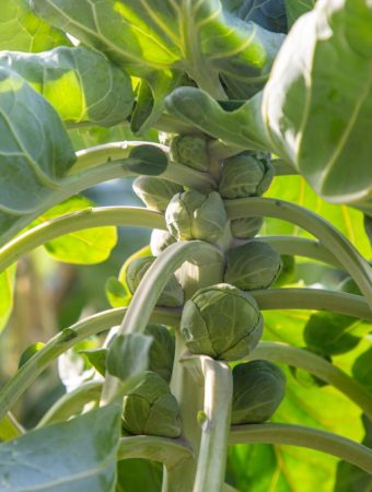Should You Remove Lower Leaves From Brussels Sprouts?