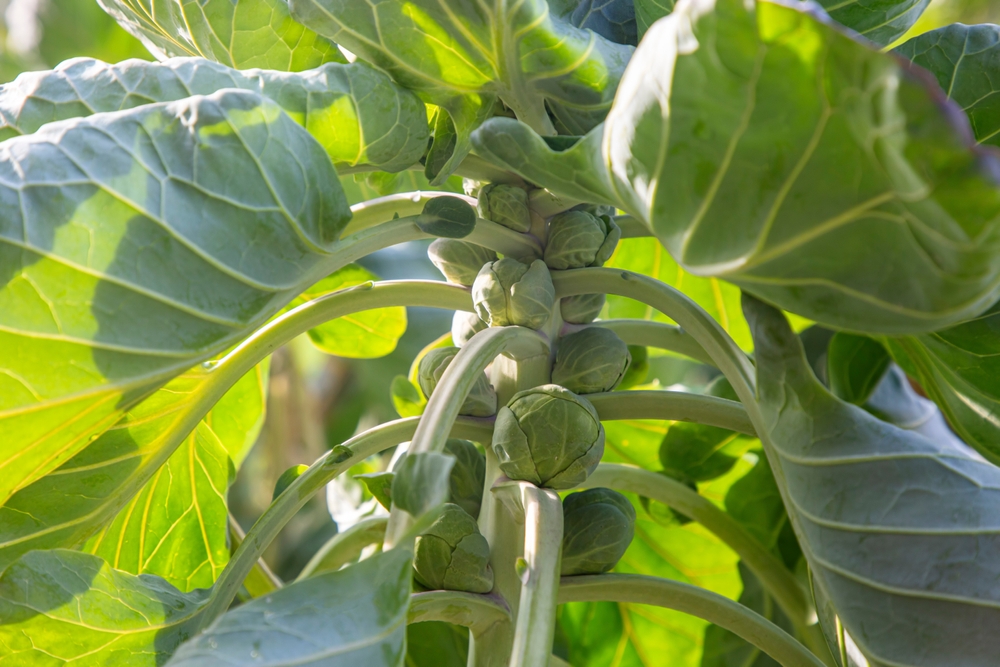 Should You Remove Lower Leaves From Brussels Sprouts?