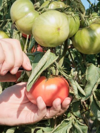 Should You Allow Volunteer Tomatoes to Keep Growing This Late?