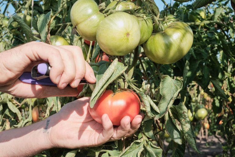 Should You Allow Volunteer Tomatoes to Keep Growing This Late?