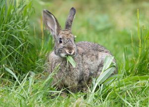Understanding Low-Cost Ways to Protect Fall Seedlings From Wildlife